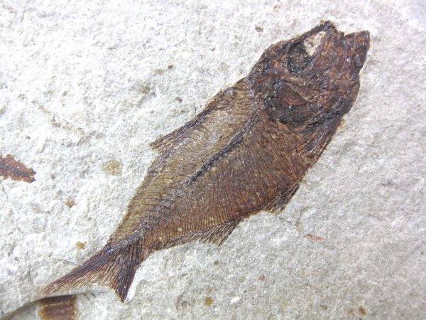 Genunie Cretaceous Age Lebanon Fish Fossil for Sale #35a