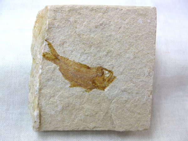 Genunie Cretaceous Age Lebanon Fish Fossil for Sale #37