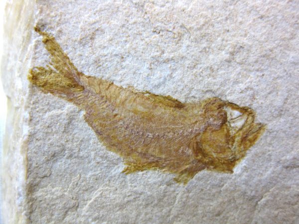 Genunie Cretaceous Age Lebanon Fish Fossil for Sale #37a