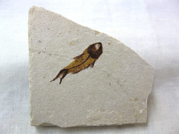 Genunie Cretaceous Age Lebanon Fish Fossil for Sale #38