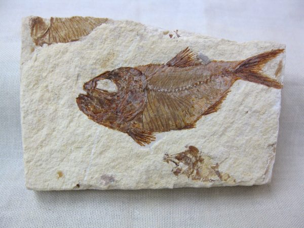 Genunie Cretaceous Age Lebanon Fish Fossil for Sale #4