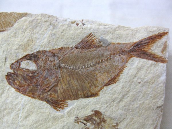 Genunie Cretaceous Age Lebanon Fish Fossil for Sale #4a