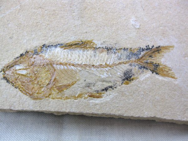 Genunie Cretaceous Age Lebanon Fish Fossil for Sale #5a