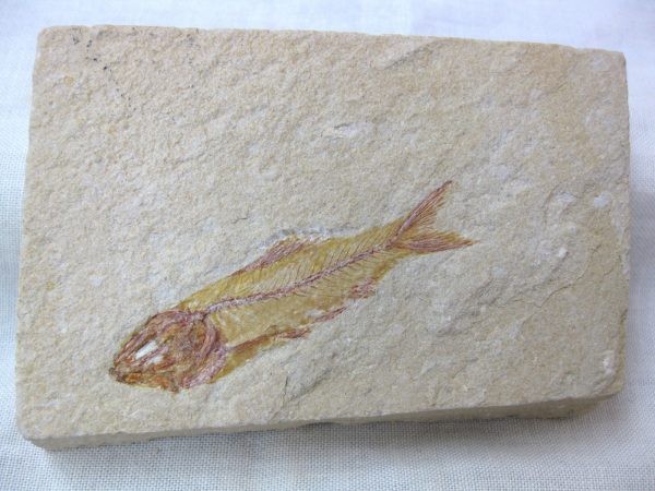 Genunie Cretaceous Age Lebanon Fish Fossil for Sale #6