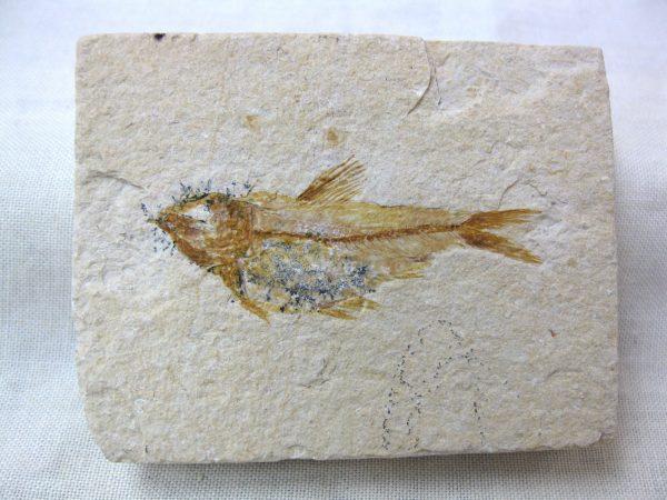 Genunie Cretaceous Age Lebanon Fish Fossil for Sale #9