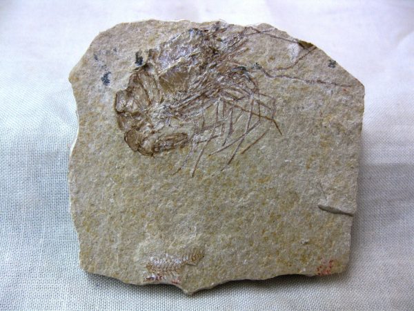 General Cretaceous Age Shrimp Fossils From Lebanon For Sale #21