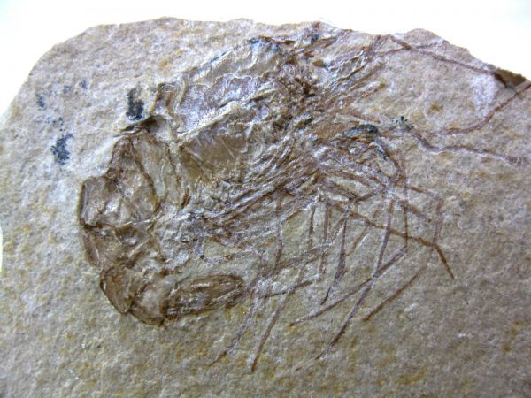 General Cretaceous Age Shrimp Fossils From Lebanon For Sale #21a