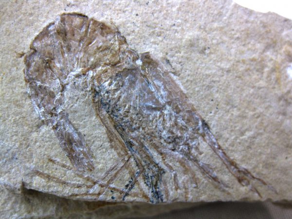 General Cretaceous Age Shrimp Fossils From Lebanon For Sale #23a