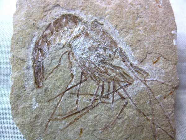 General Cretaceous Age Shrimp Fossils From Lebanon For Sale #26a