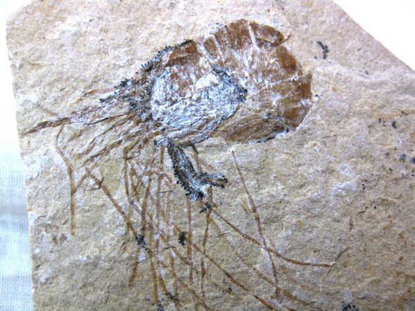 General Cretaceous Age Shrimp Fossils From Lebanon For Sale #27a