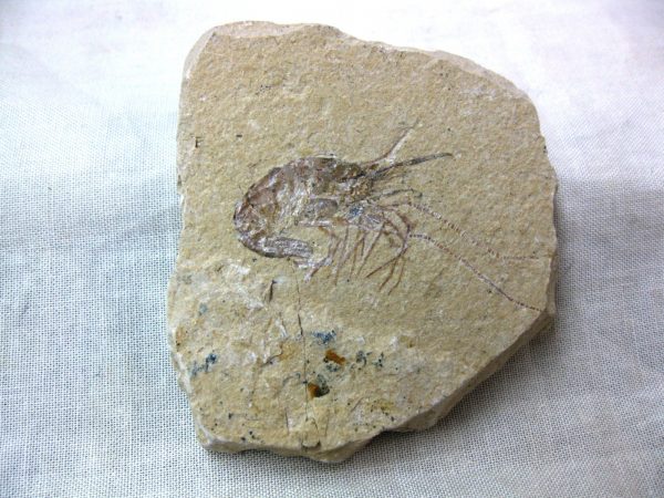 General Cretaceous Age Shrimp Fossils From Lebanon For Sale #37