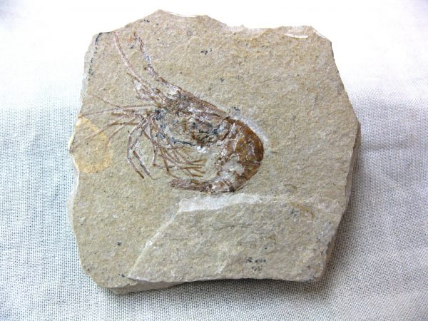 General Cretaceous Age Shrimp Fossils From Lebanon For Sale #40