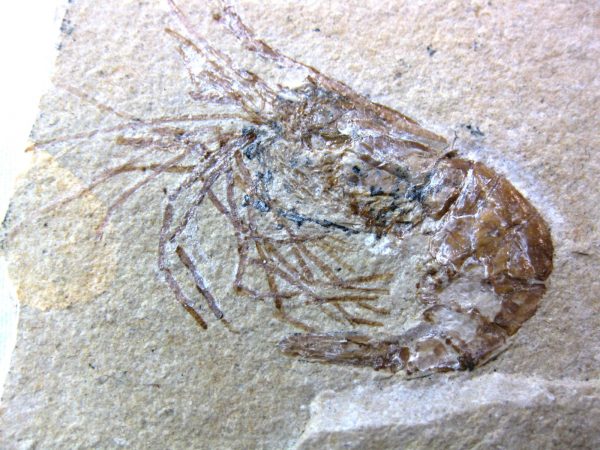 General Cretaceous Age Shrimp Fossils From Lebanon For Sale #40a