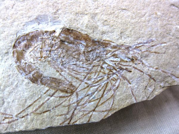 General Cretaceous Age Shrimp Fossils From Lebanon For Sale #42a