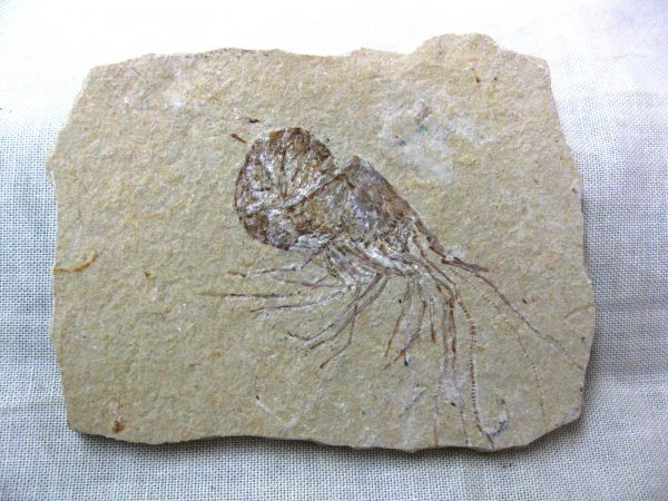 General Cretaceous Age Shrimp Fossils From Lebanon For Sale #52