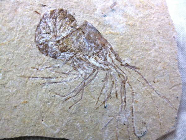 General Cretaceous Age Shrimp Fossils From Lebanon For Sale #52a