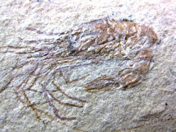 General Cretaceous Age Shrimp Fossils From Lebanon For Sale #56a