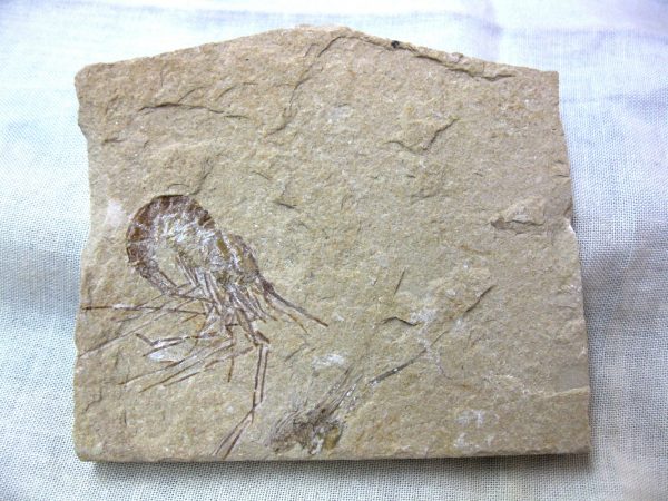 General Cretaceous Age Shrimp Fossils From Lebanon For Sale #60