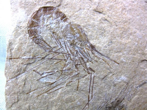 General Cretaceous Age Shrimp Fossils From Lebanon For Sale #60a