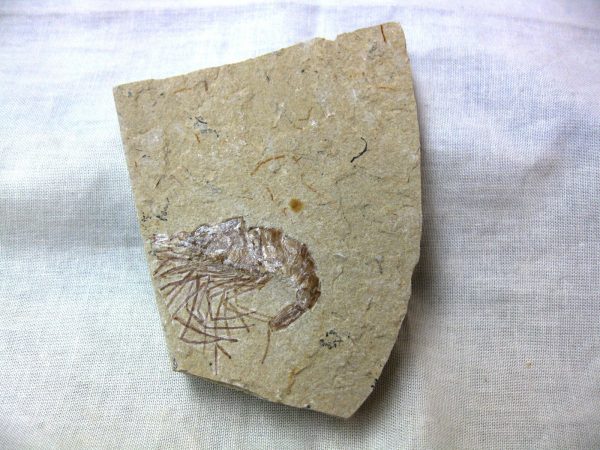 General Cretaceous Age Shrimp Fossils From Lebanon For Sale #61