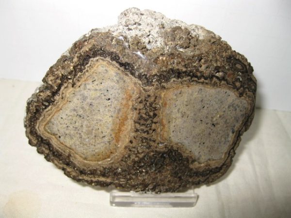 Mexico Stromatolite #11