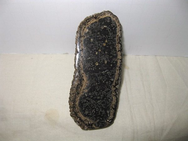 Mexico Stromatolite #8