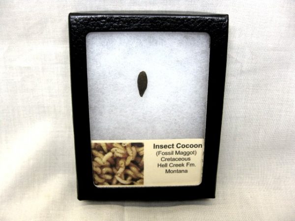 Insect Cocoon (Maggot) #4