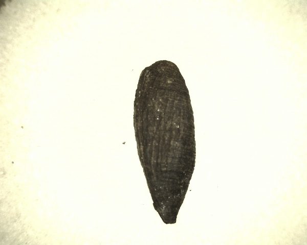 Insect Cocoon (Maggot) #4 - Image 2