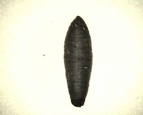 Insect Cocoon (Maggot) #6 - Image 3