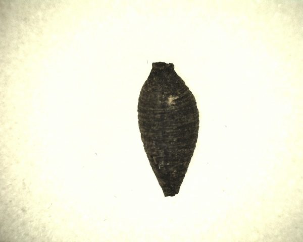 Insect Cocoon (Maggot) #8 - Image 2