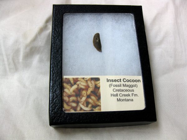 Insect Cocoon (Maggot) #11