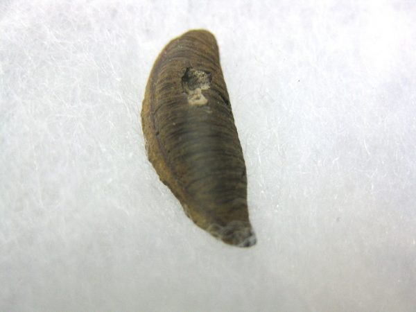 Insect Cocoon (Maggot) #11 - Image 2