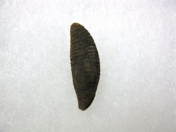 Insect Cocoon (Maggot) #11 - Image 3