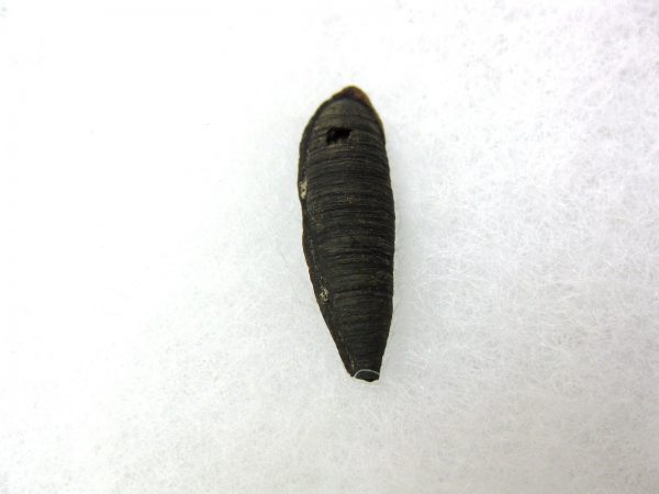 Insect Cocoon (Maggot) #12 - Image 2