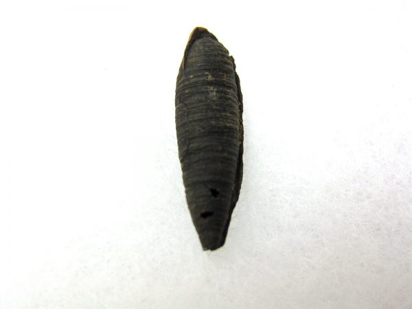 Insect Cocoon (Maggot) #12 - Image 3