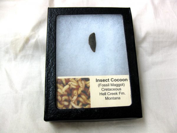 Insect Cocoon (Maggot) #13