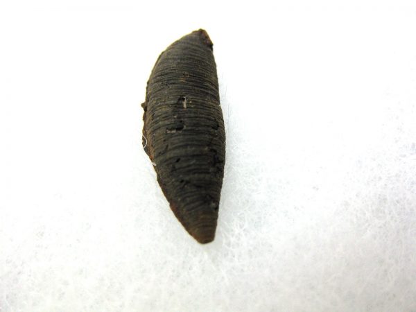 Insect Cocoon (Maggot) #13 - Image 2