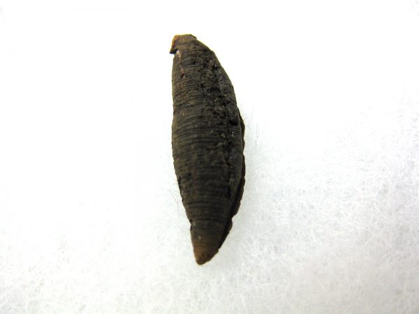 Insect Cocoon (Maggot) #13 - Image 3