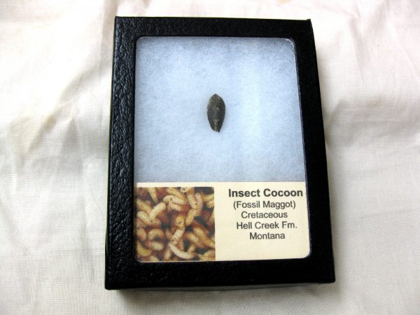 Insect Cocoon (Maggot) #14