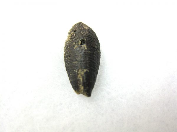 Insect Cocoon (Maggot) #14 - Image 2