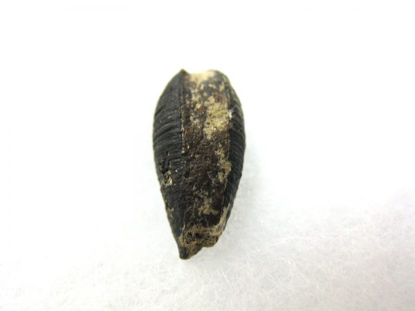 Insect Cocoon (Maggot) #14 - Image 3