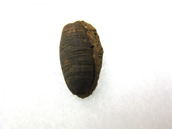 Insect Cocoon (Maggot) #15 - Image 2