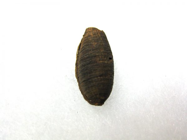 Insect Cocoon (Maggot) #15 - Image 3