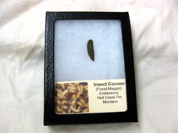 Insect Cocoon (Maggot) #16