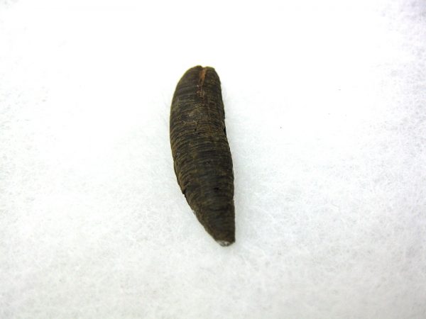 Insect Cocoon (Maggot) #16 - Image 2