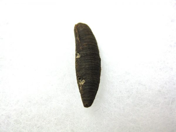 Insect Cocoon (Maggot) #16 - Image 3