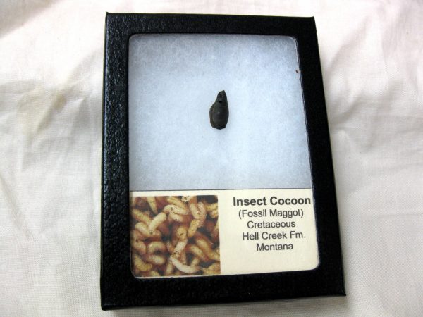 Insect Cocoon (Maggot) #18