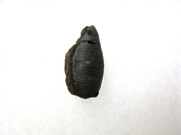 Insect Cocoon (Maggot) #18 - Image 2