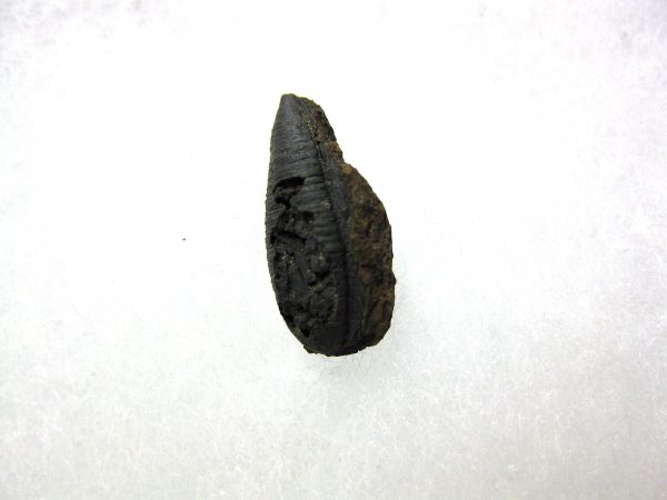 Insect Cocoon (Maggot) #18 - Image 3