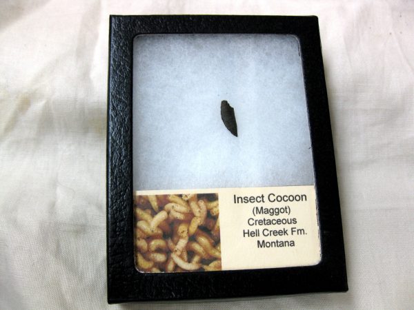 Insect Cocoon (Maggot) #19